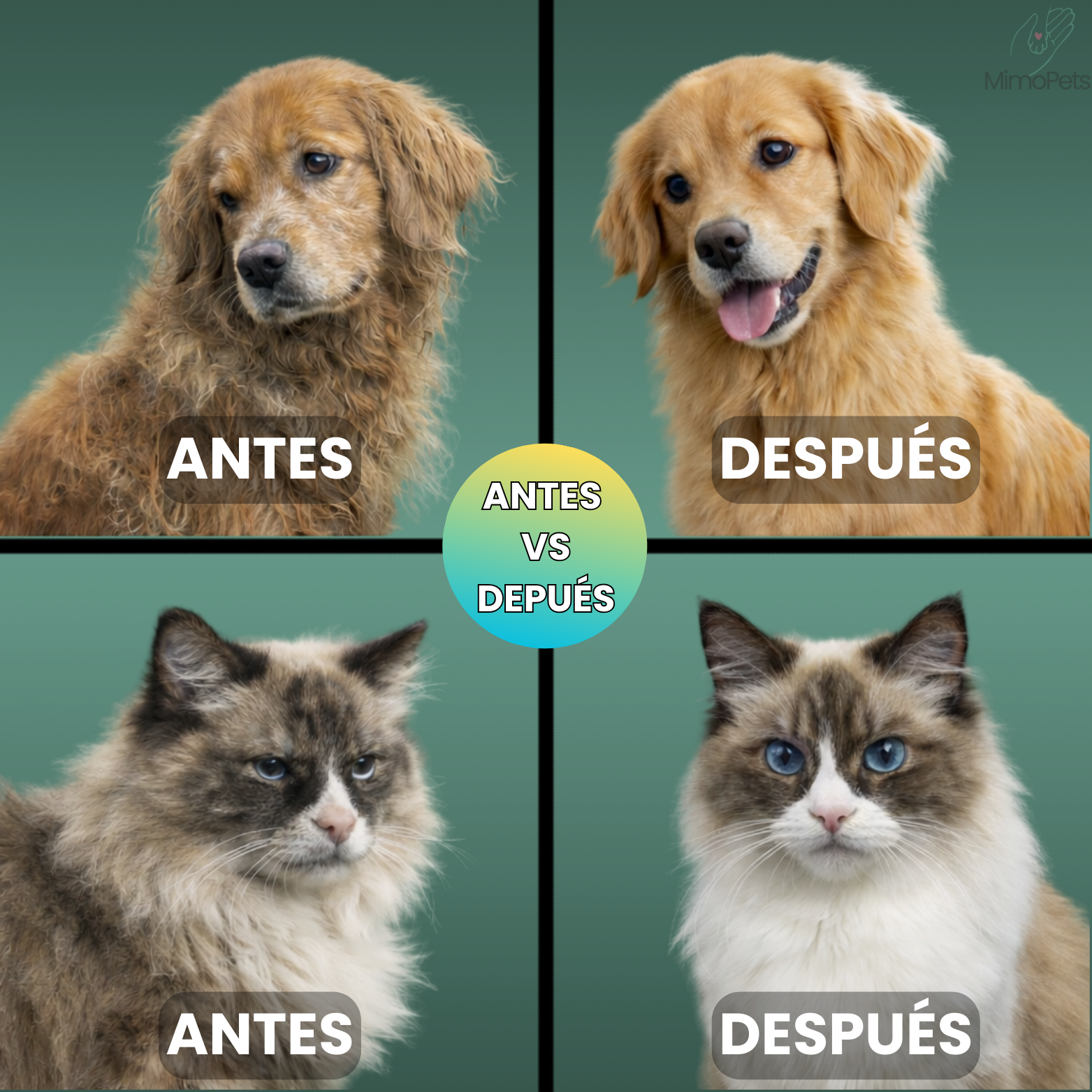 Cepillo Pulverizador